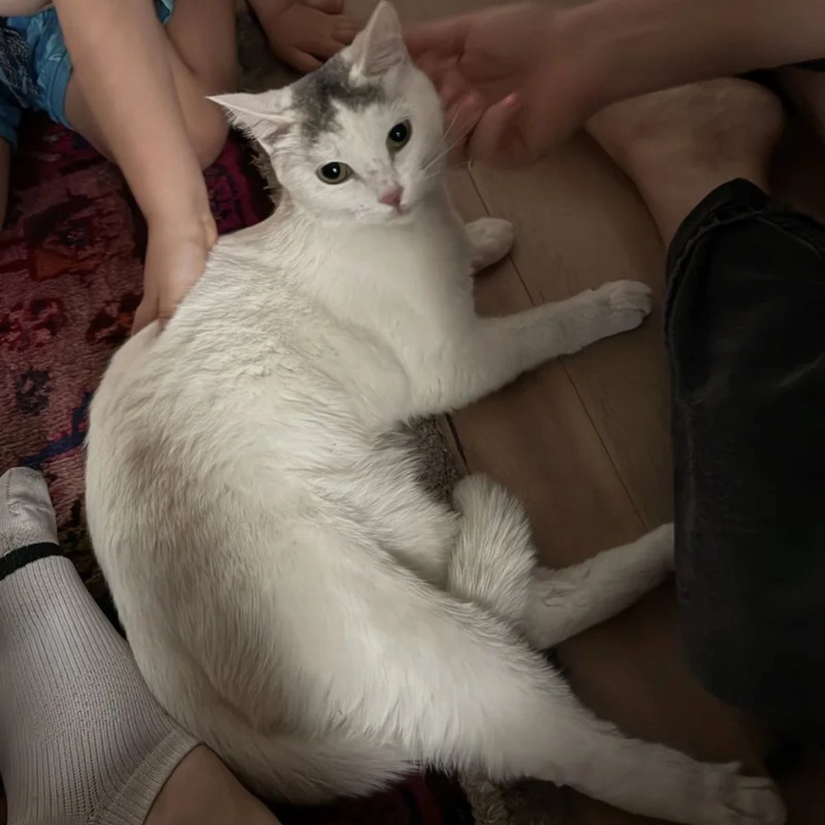 senior cat getting all the attention