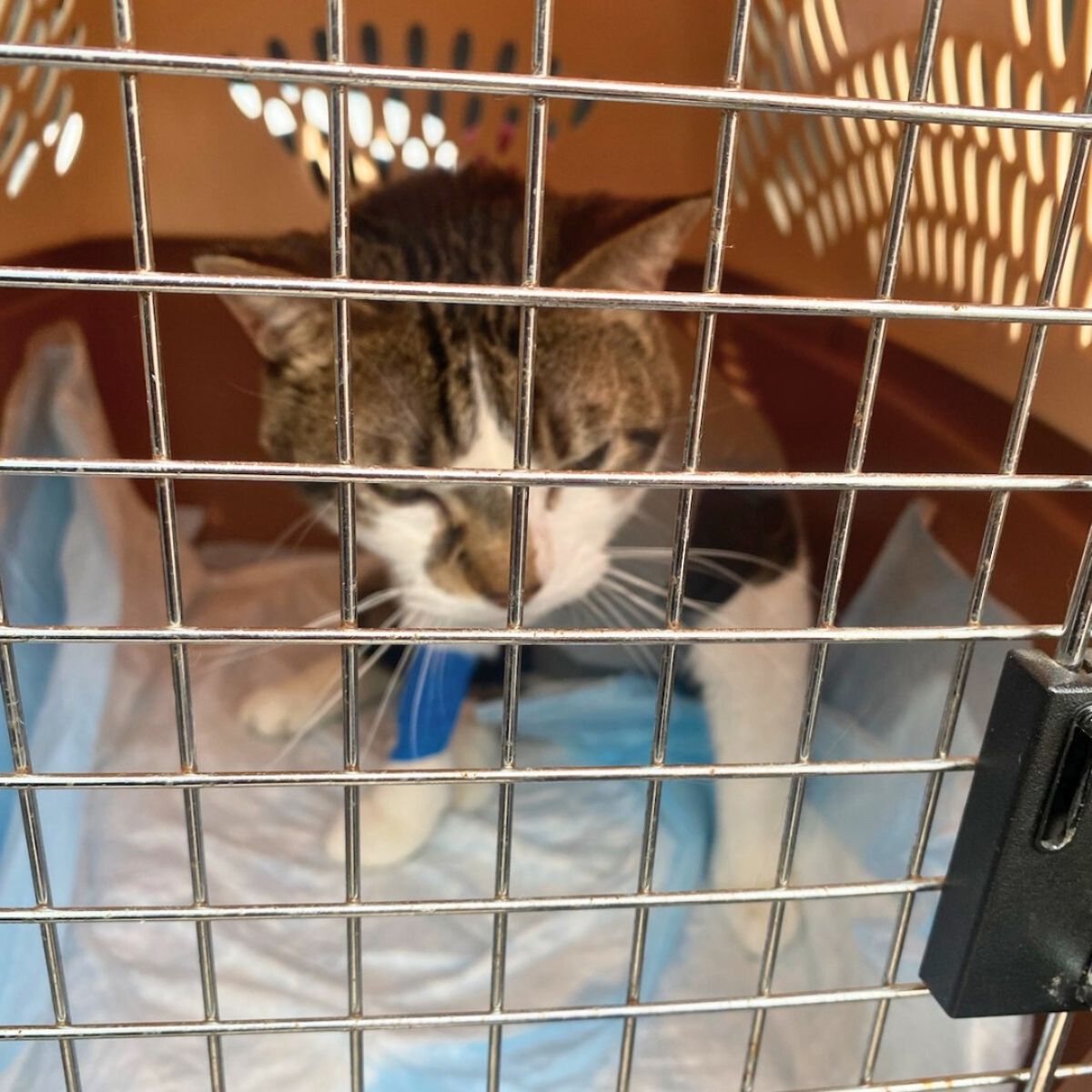 senior cat in a transporter