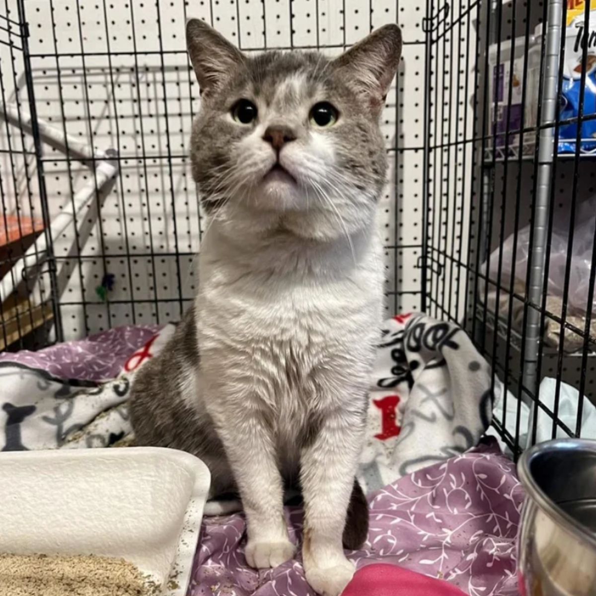 senior cat in cage