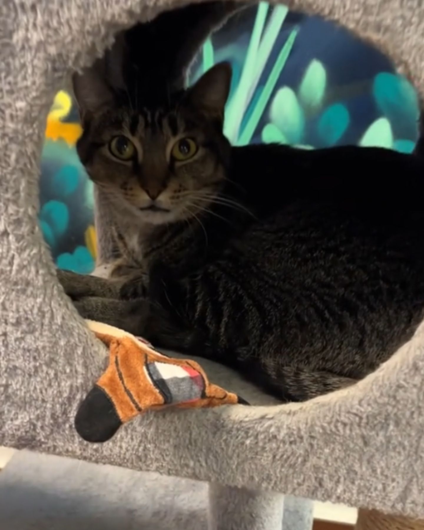 senior cat in scratching post