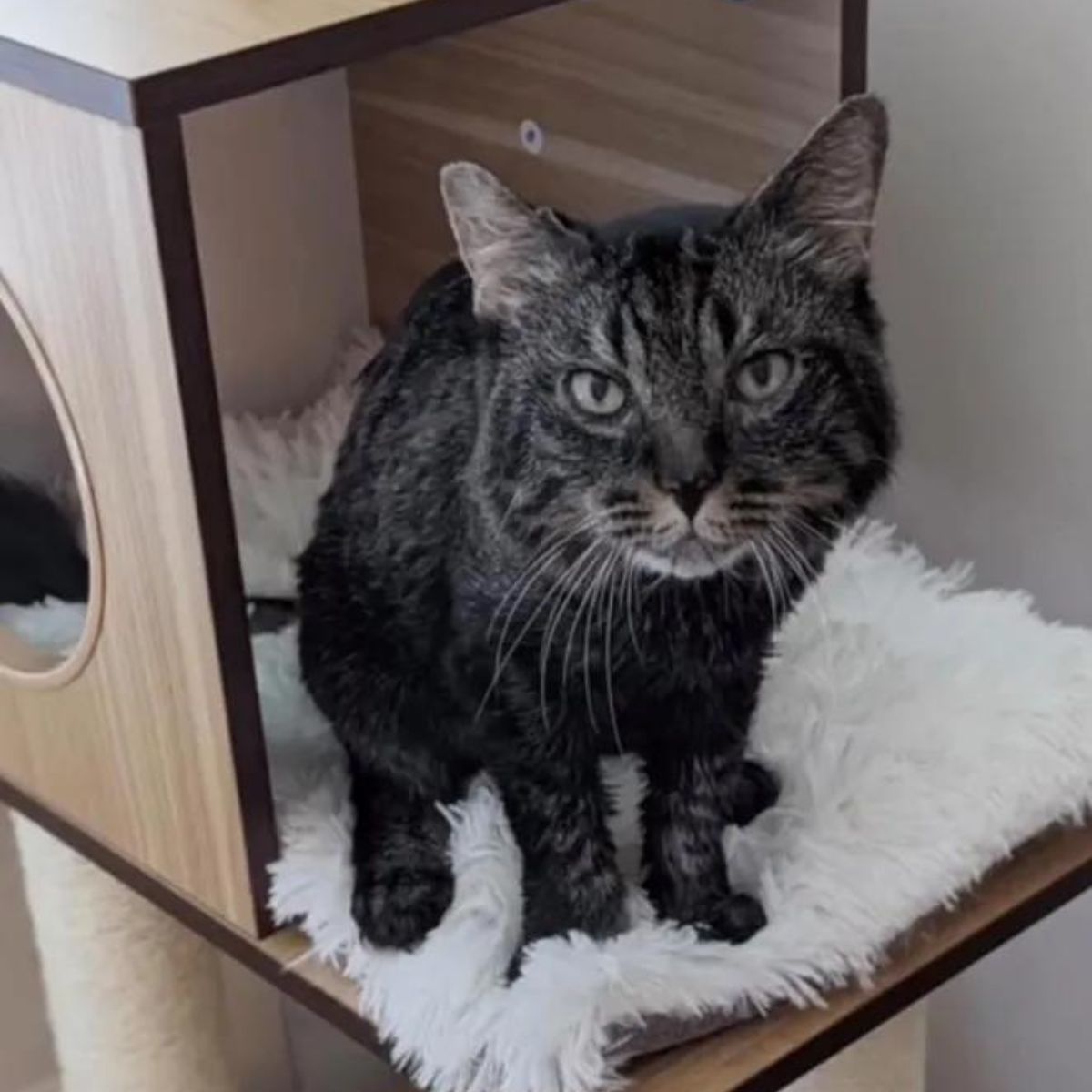 senior cat in the house