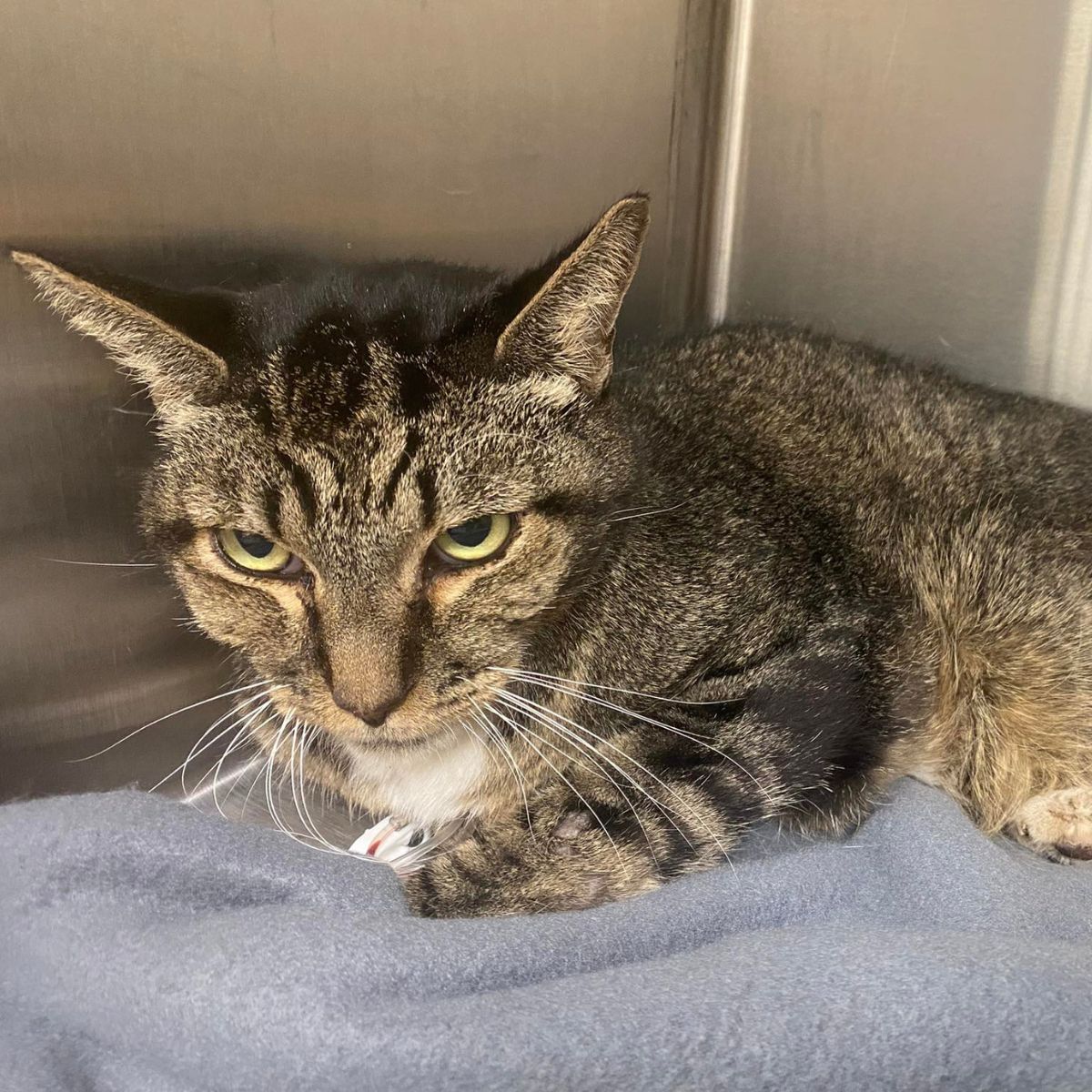 senior cat is lying down