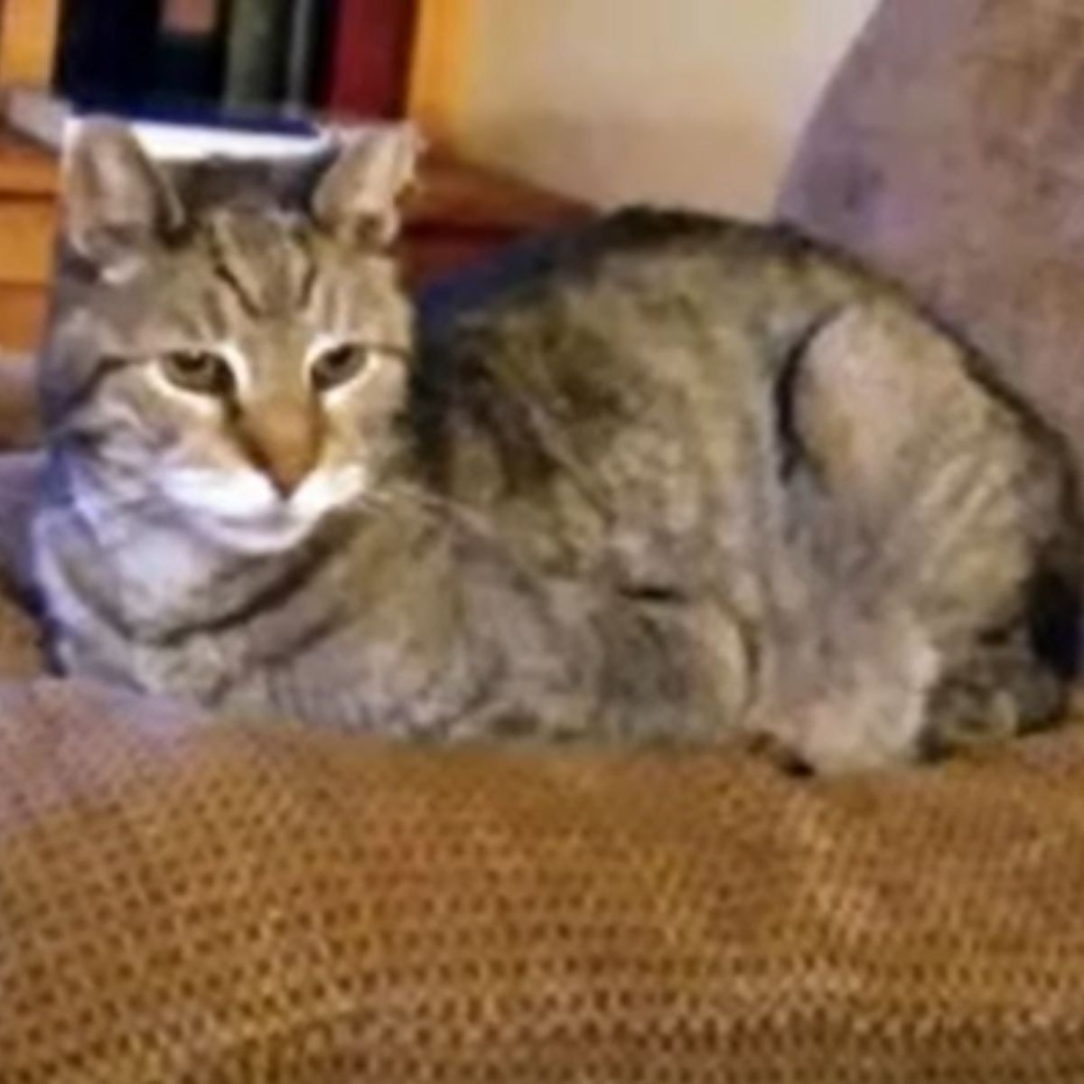 senior cat is lying down