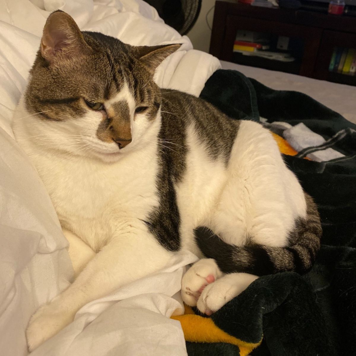 senior cat is napping