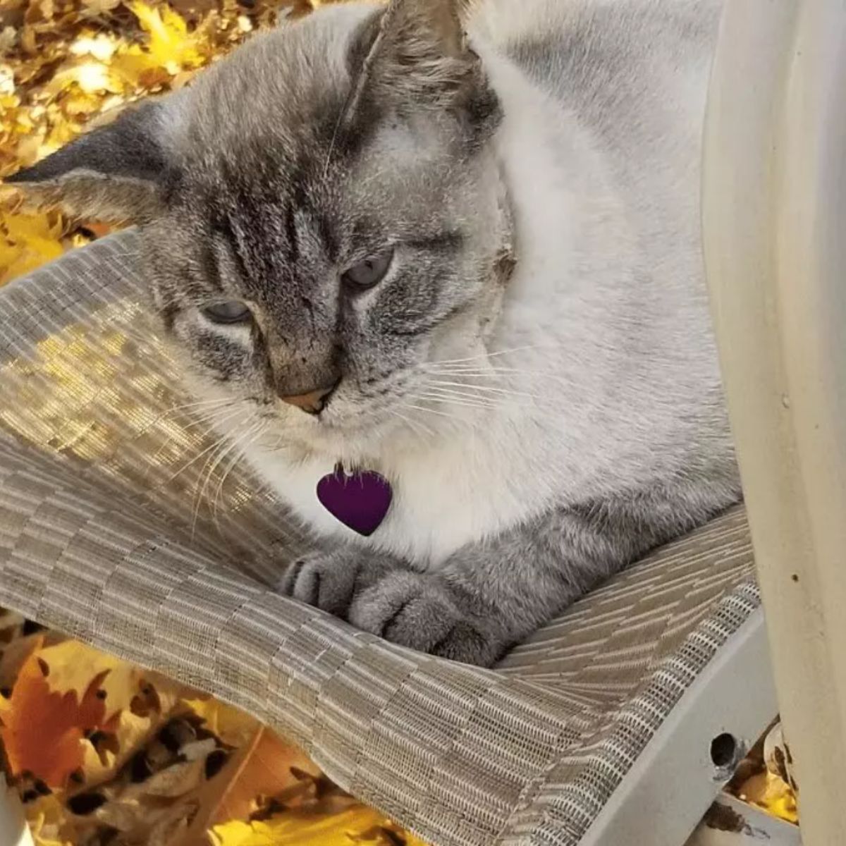 senior cat lies down