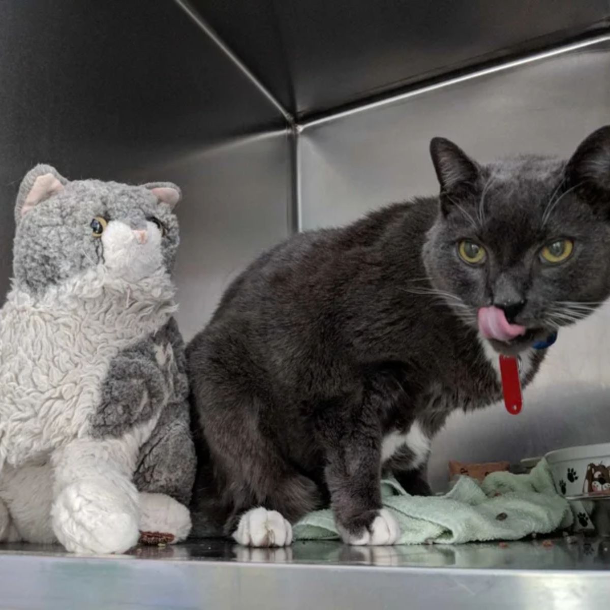 senior cat next to toy cat