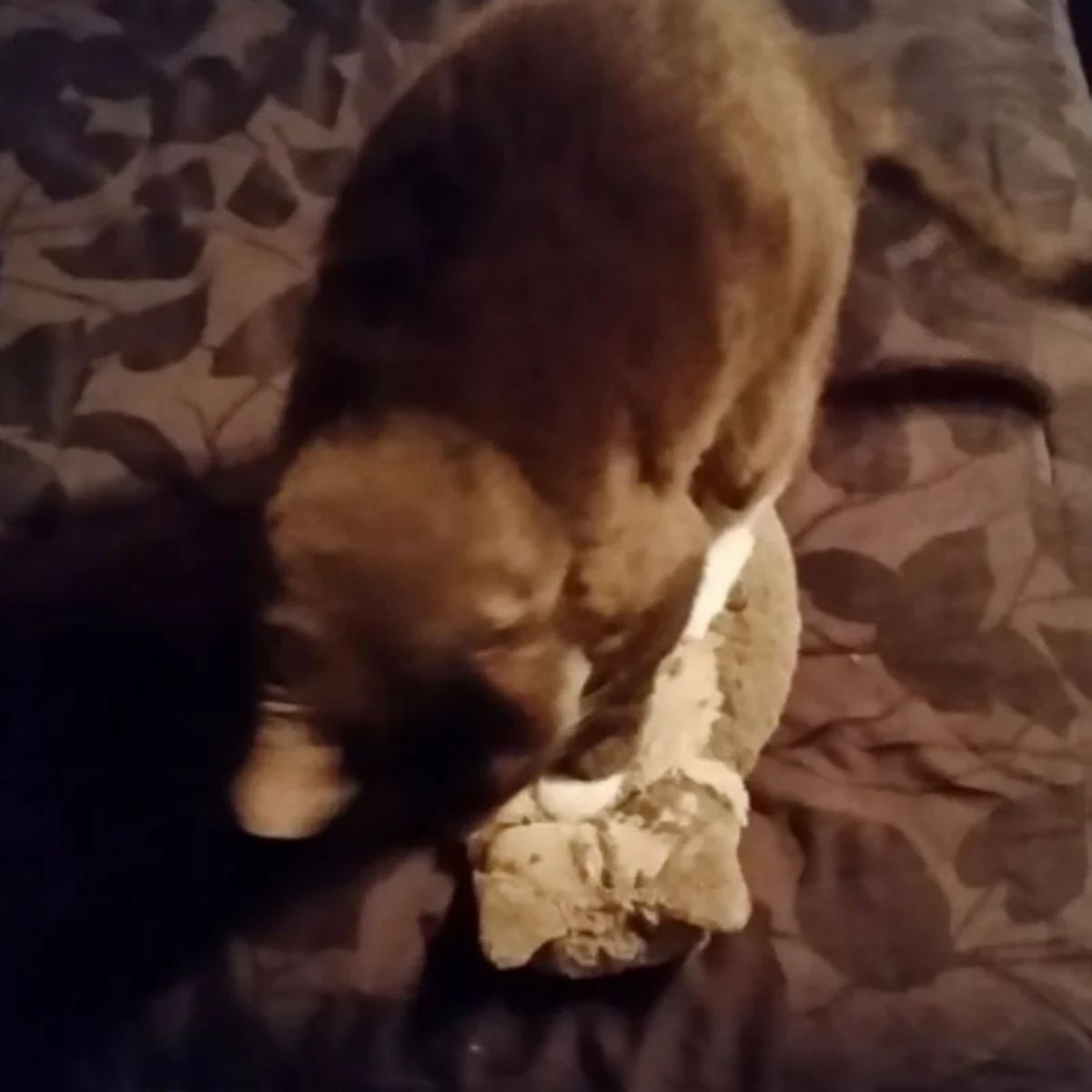 senior cat playing with toy cat