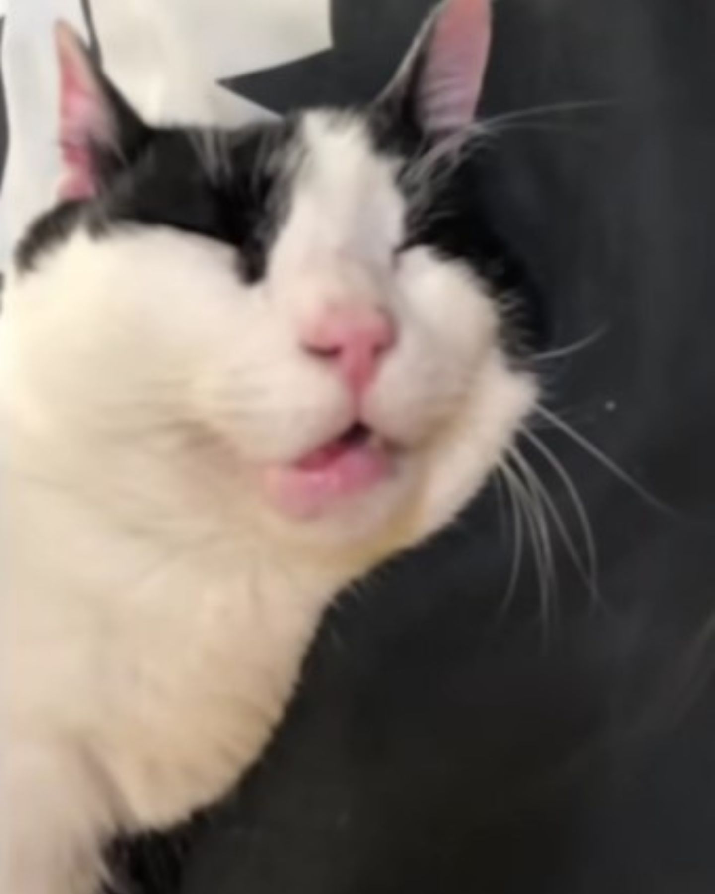 senior cat sleeping peacefully