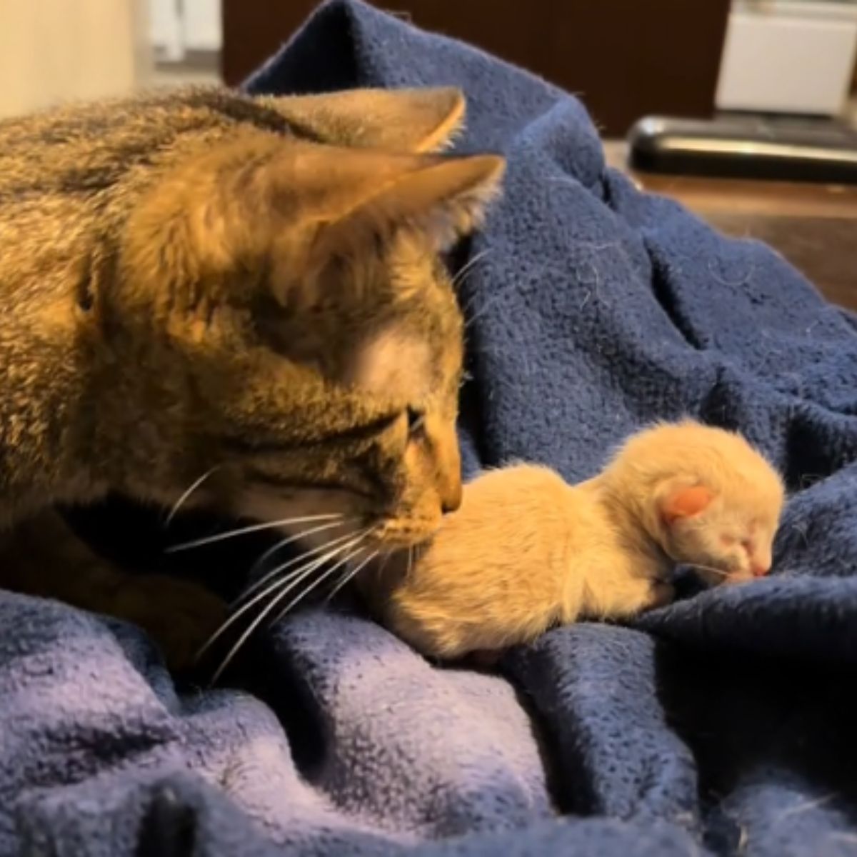 senior cat sniffs kitty