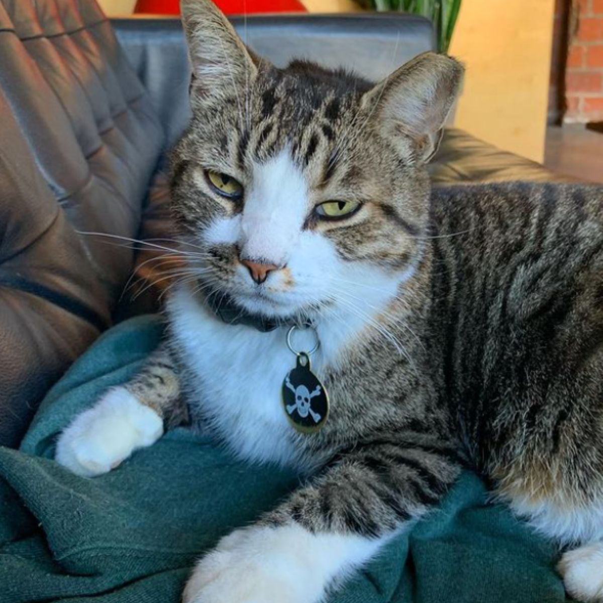 senior cat with collar