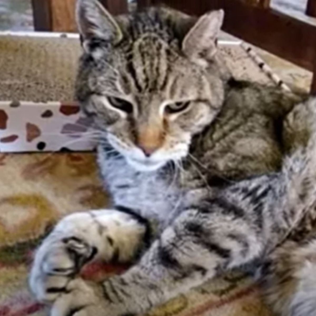 senior cat with outstretched paws