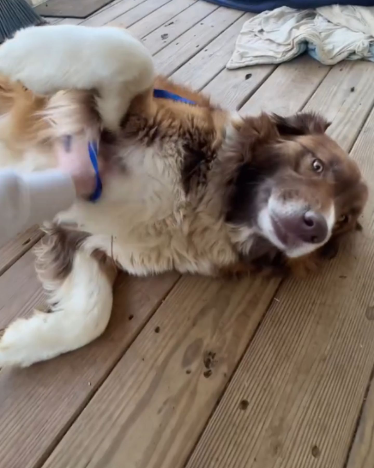 senior dog cuddling in the yard