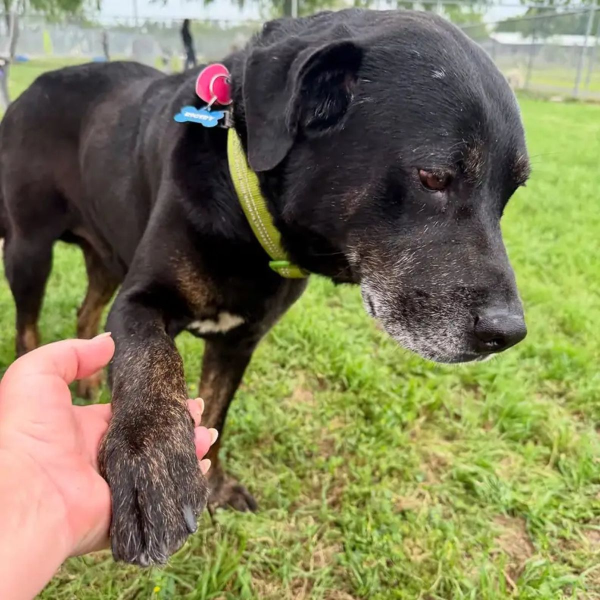 senior dog gives paw