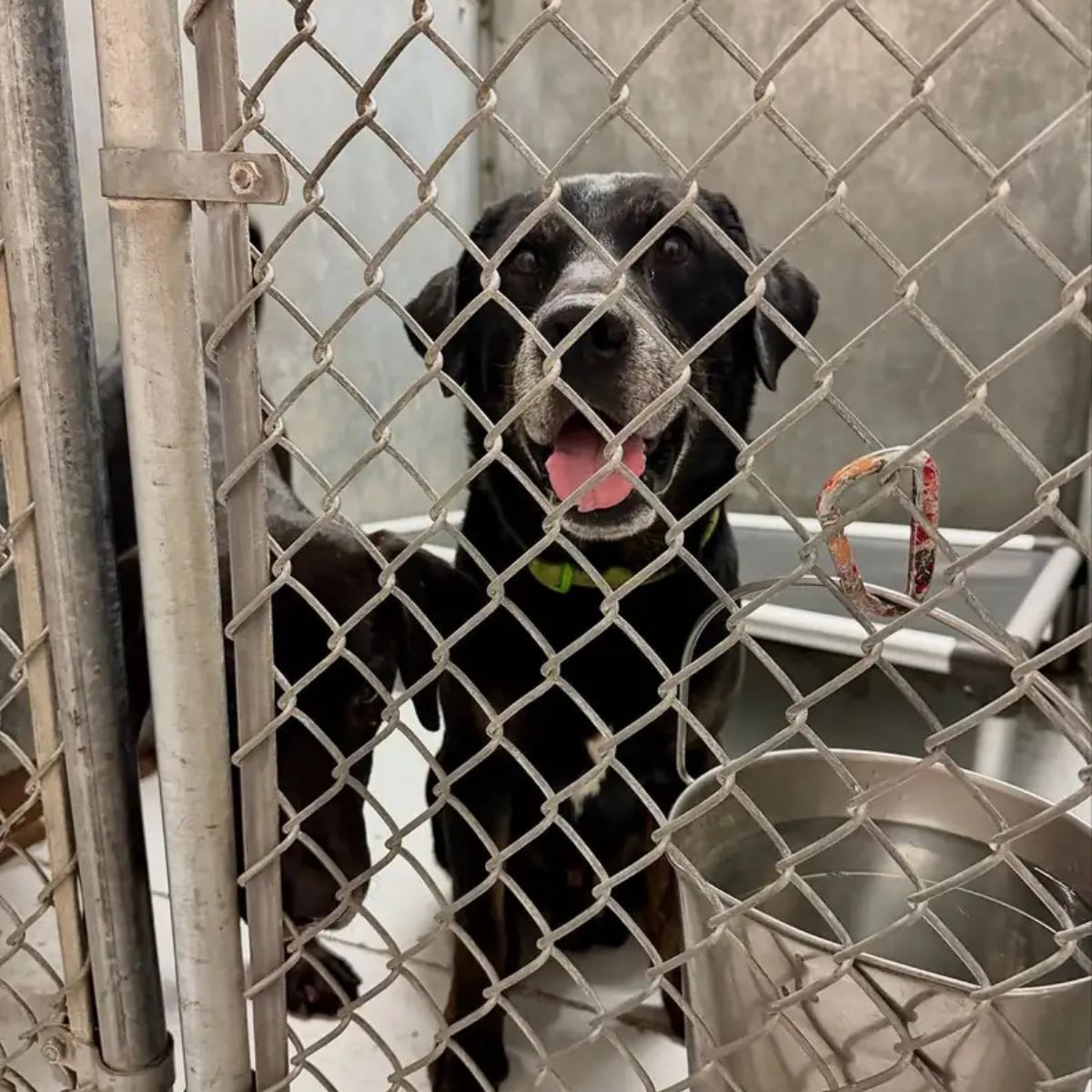 senior dog in cage