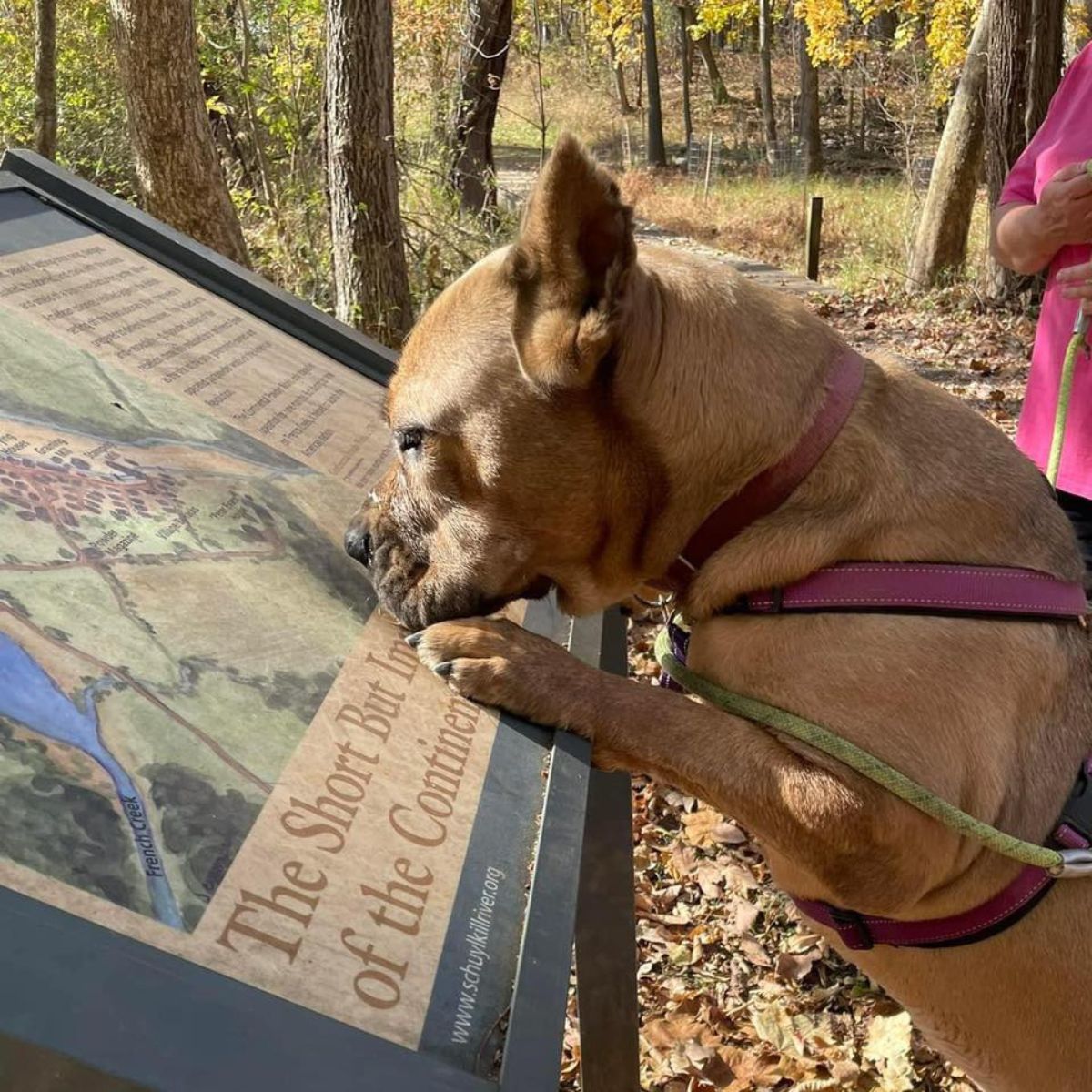 senior dog in nature