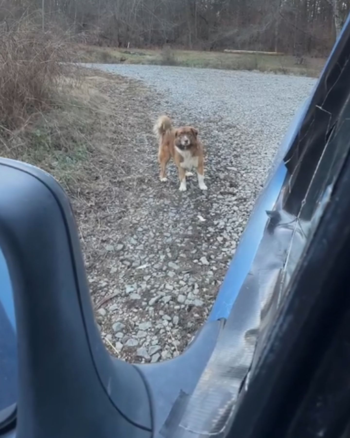 senior dog left alone on the street