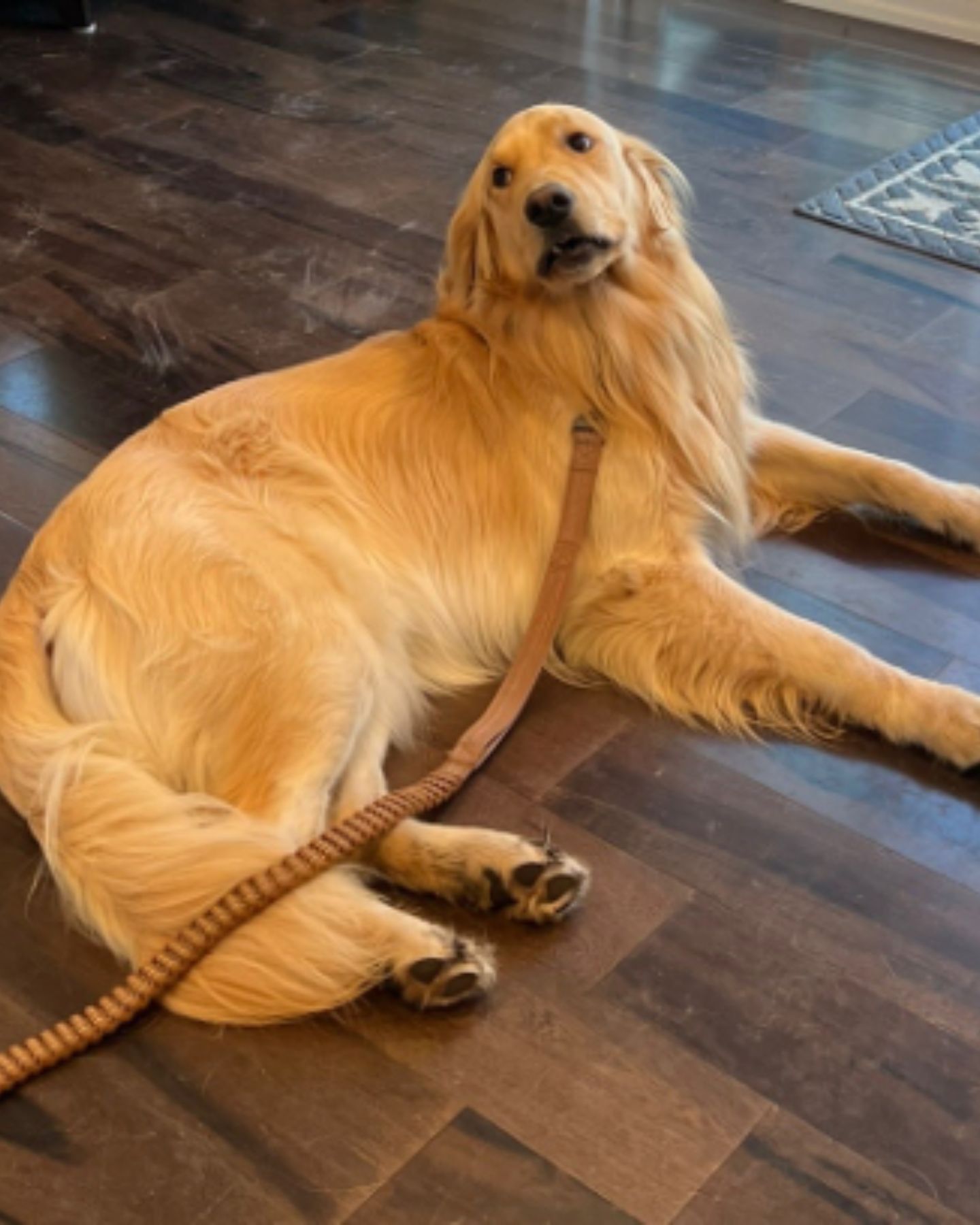 senior dog lying in the house