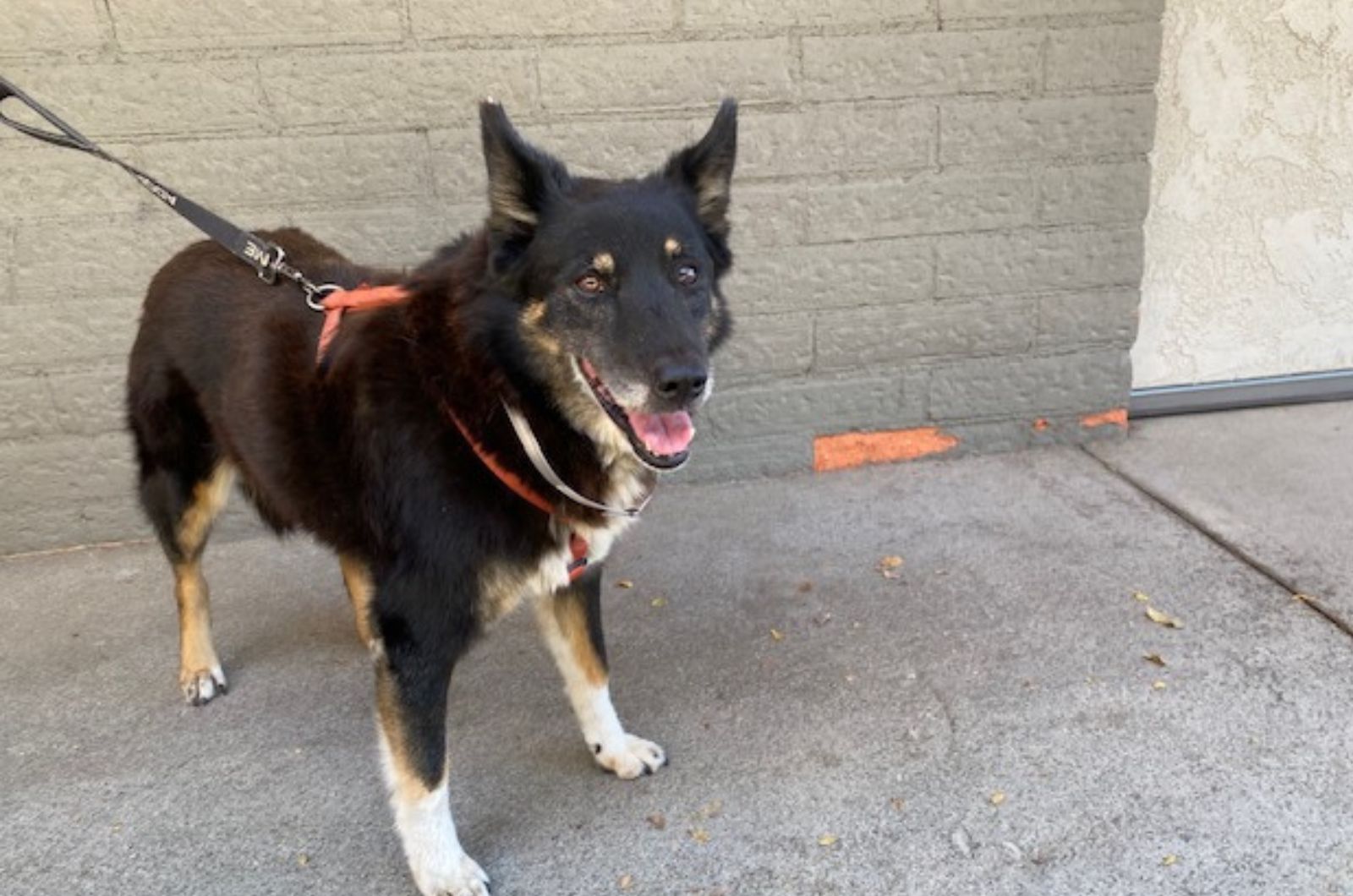 senior dog on leash