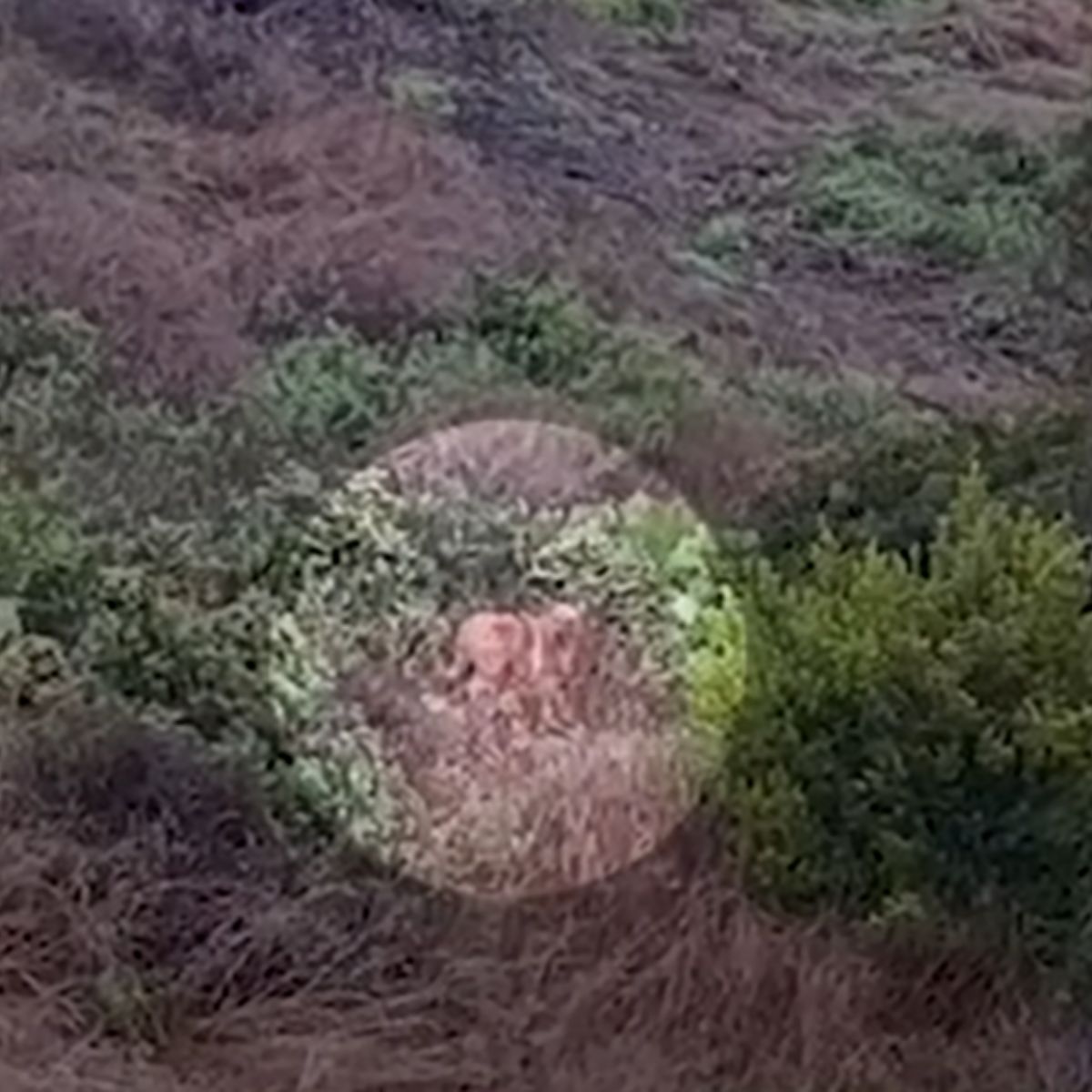 senior dog wandering