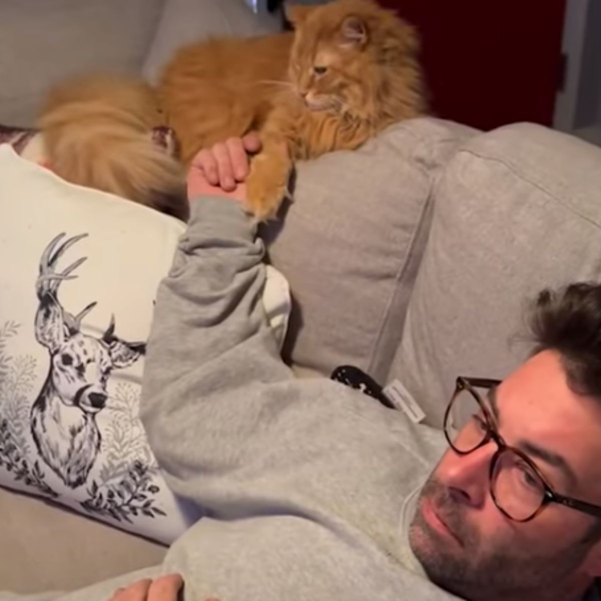 senior ginger cat and human