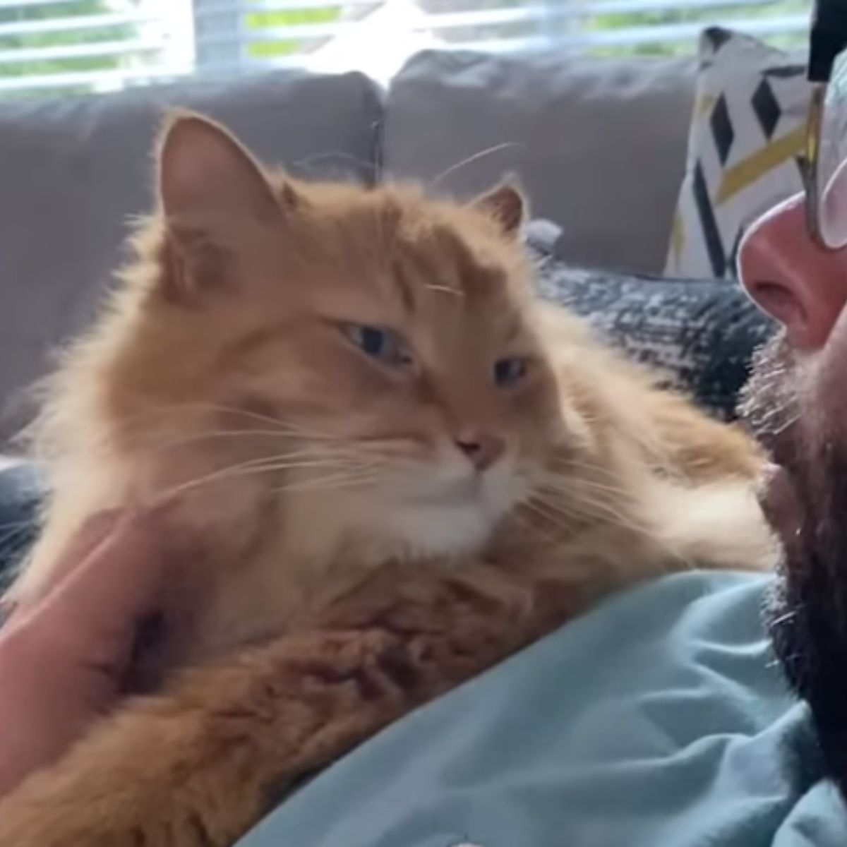 senior ginger cat cuddling