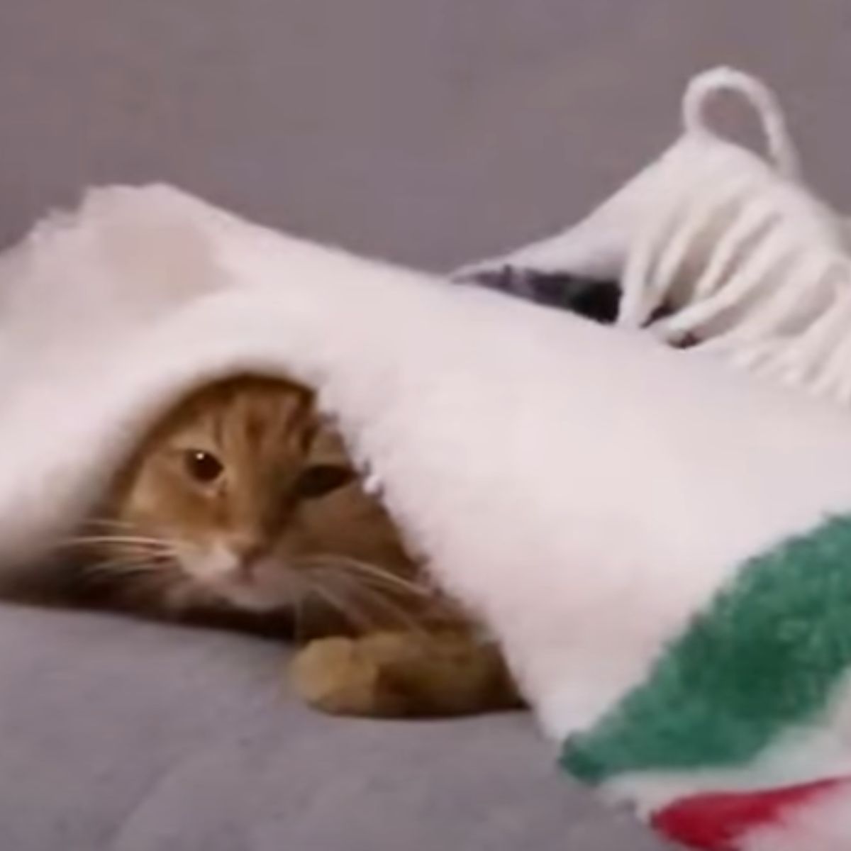 senior ginger cat hiding under blanket