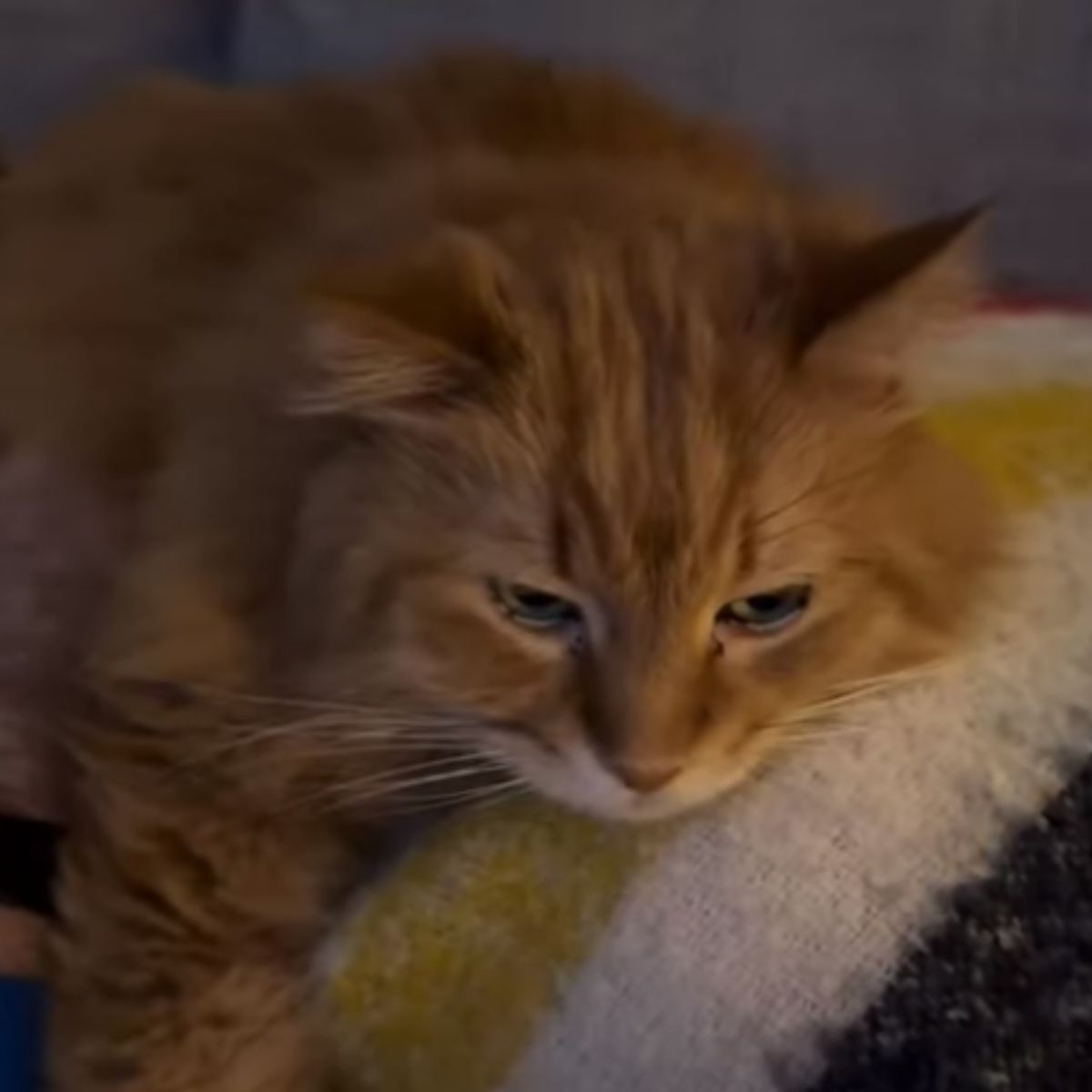 senior ginger cat resting