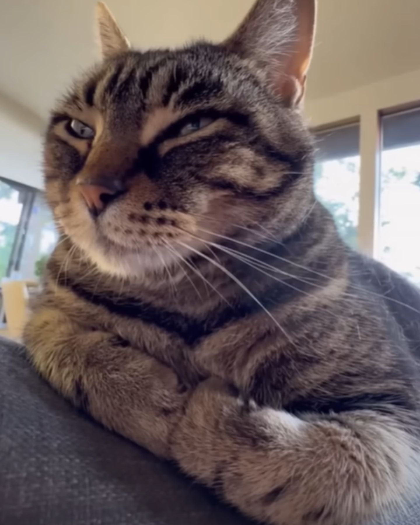 senior tabby cat