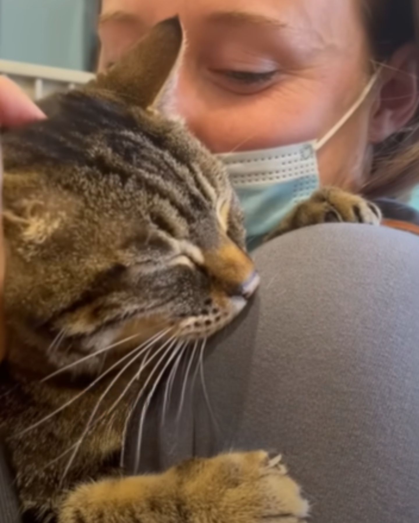senior tabby cat cuddles