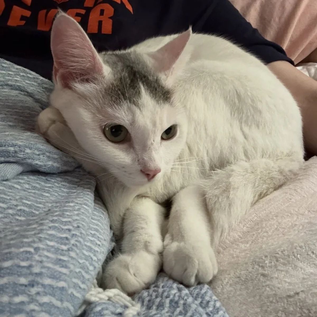 senior white cat snuggled