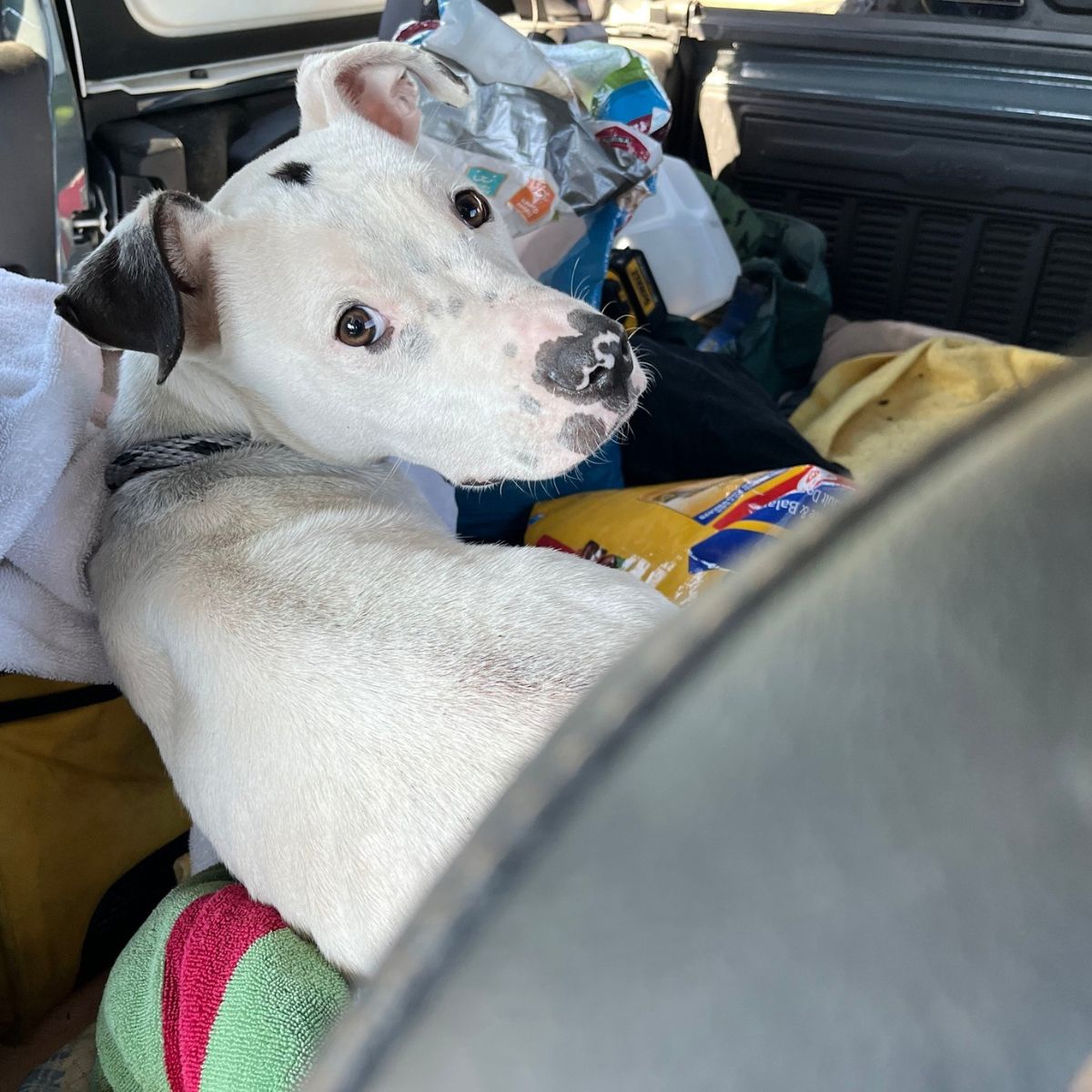 senior white dog in the car