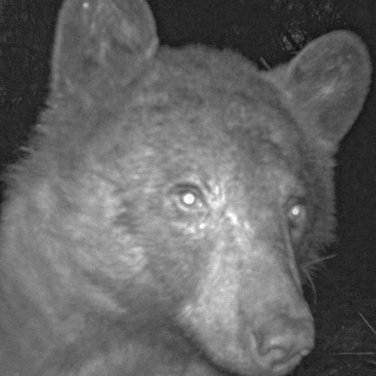serios bear selfie