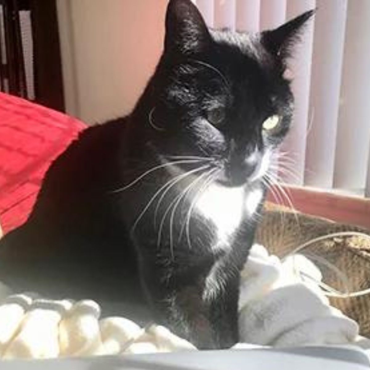 serious dark cat