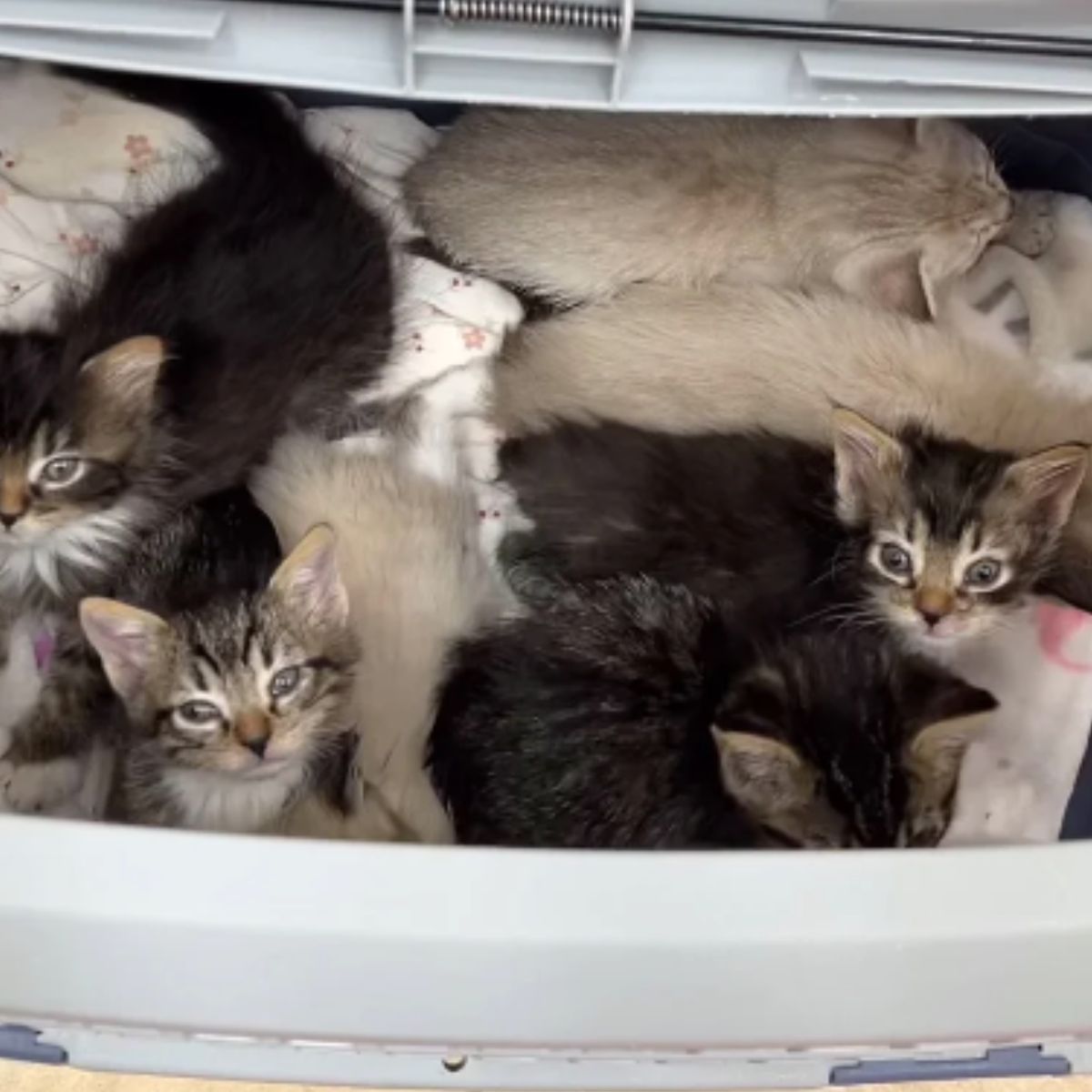 seven kittens