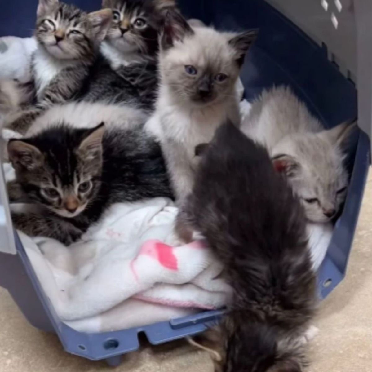 seven little kittens