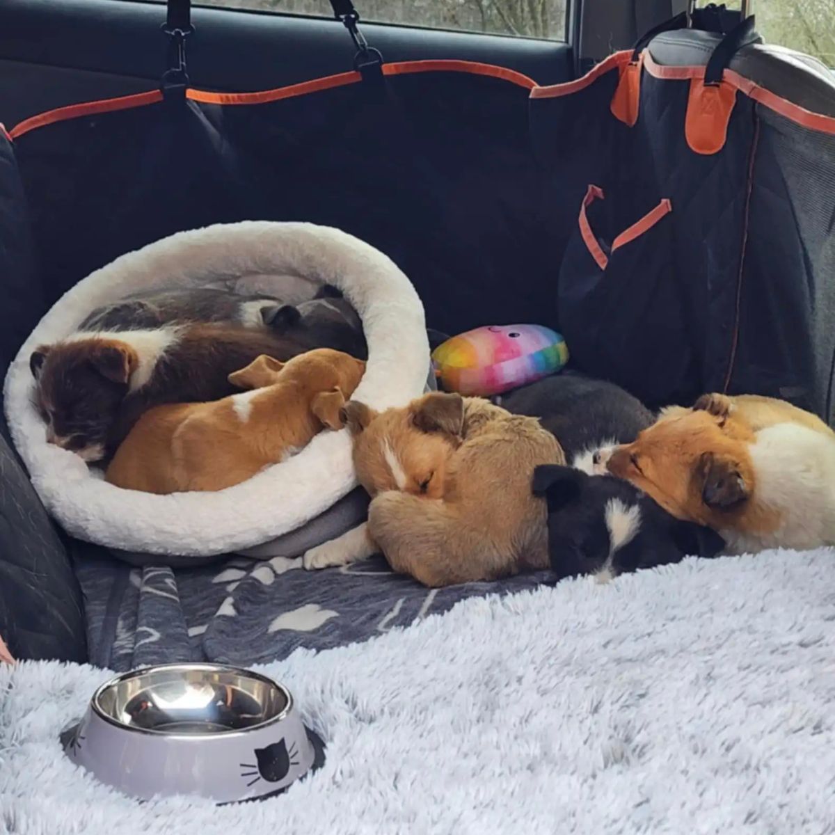 seven puppies in the car
