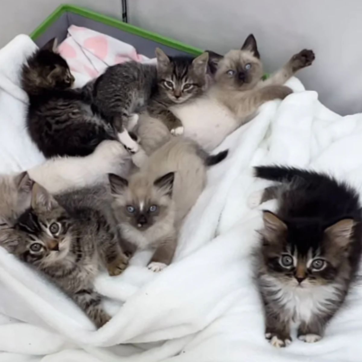seven tiny beautiful kittens