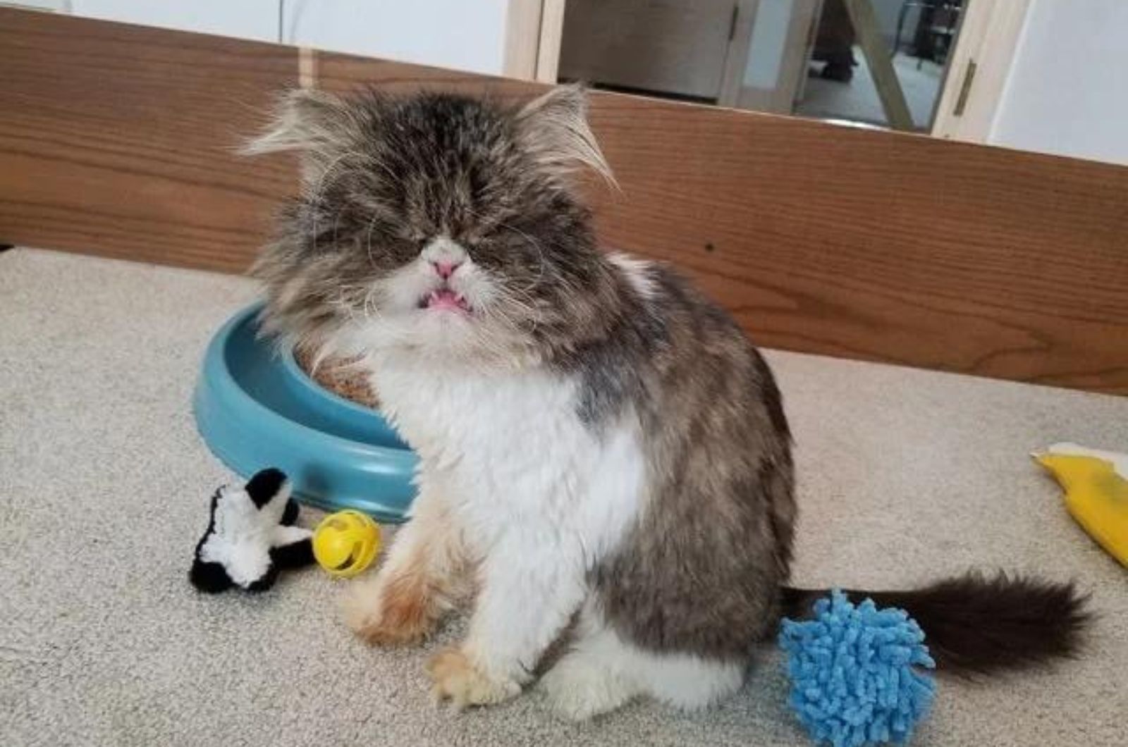 shaggy angry cat