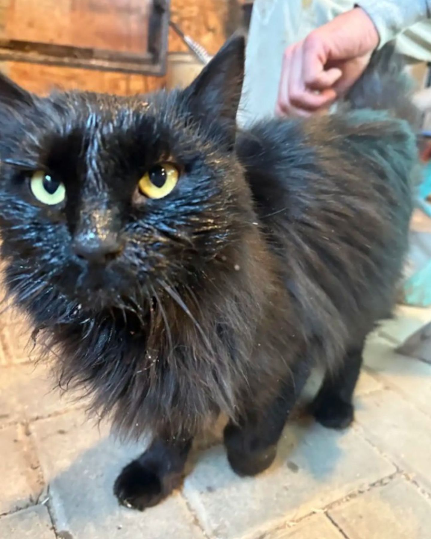 shaggy black cat