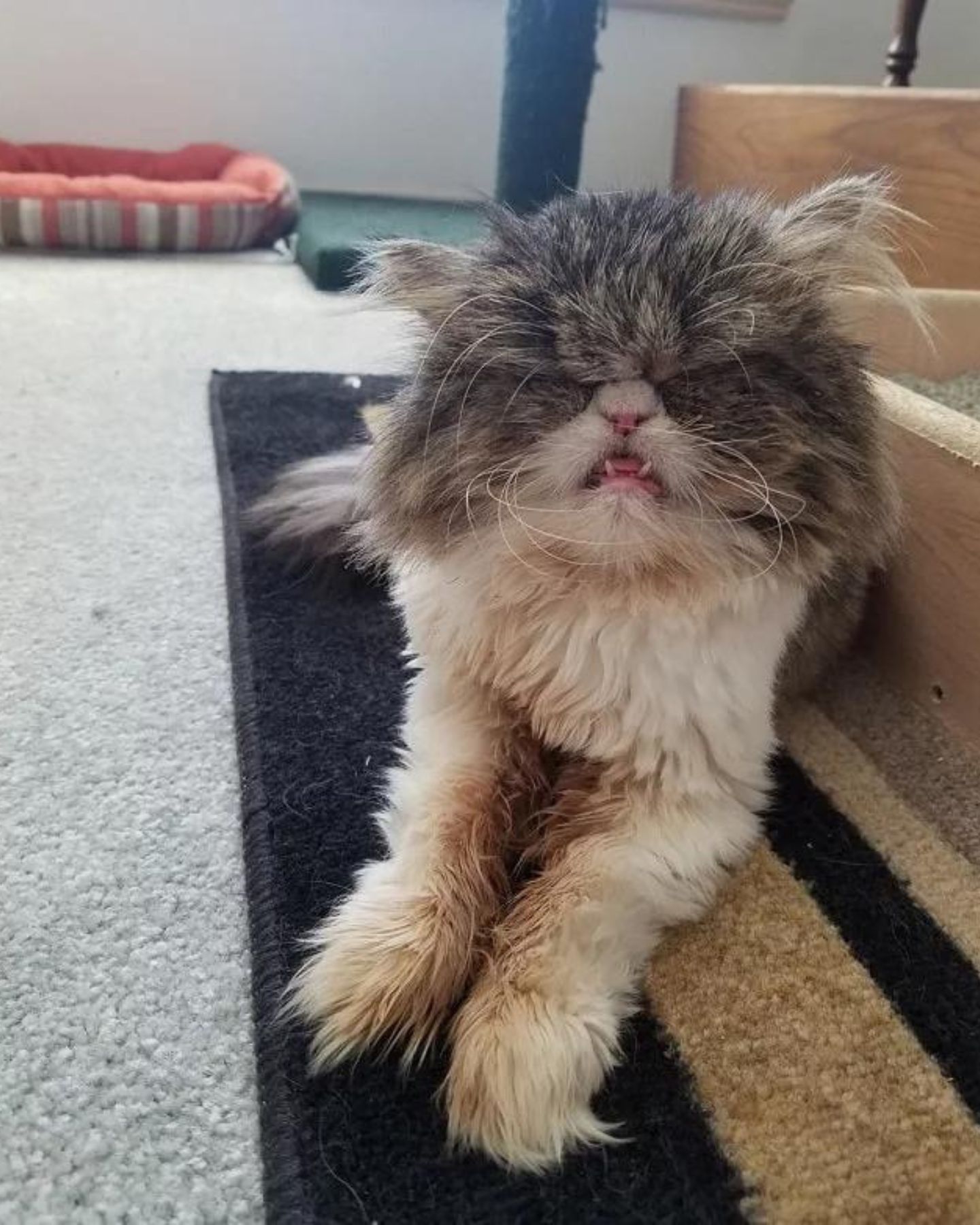 shaggy blind angry cat