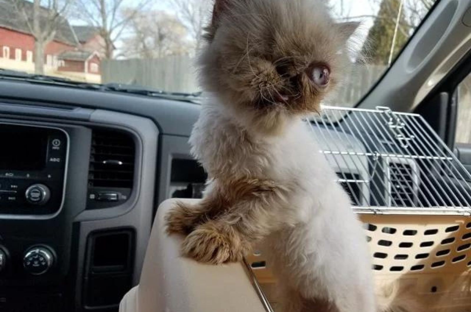shaggy blind cat