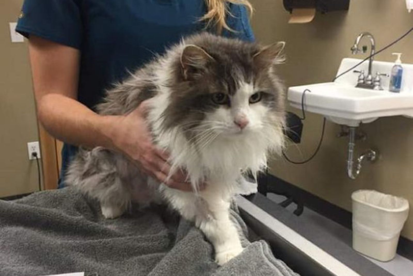 shaggy cat at vet