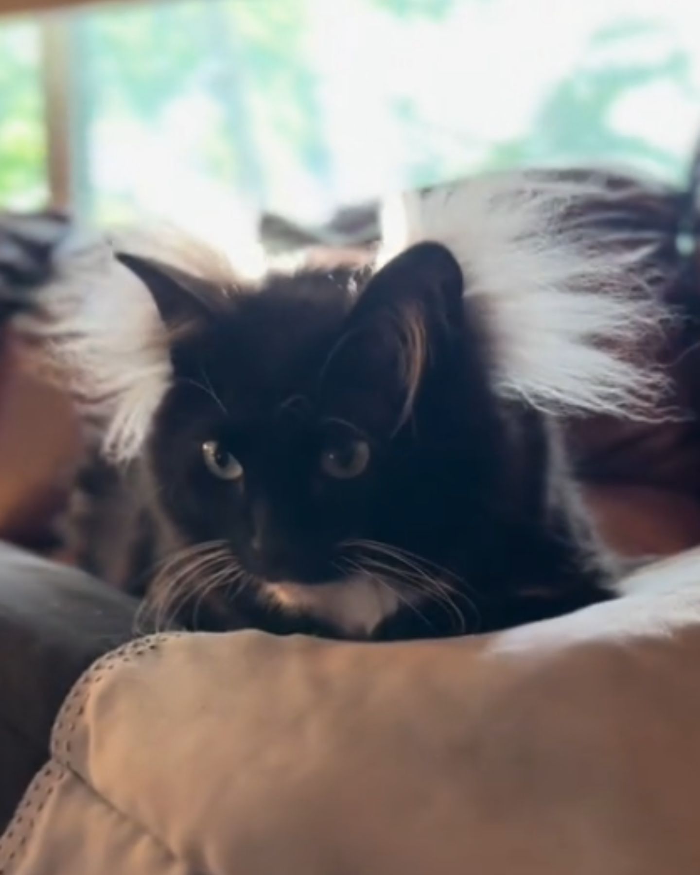 shaggy cat is sitting