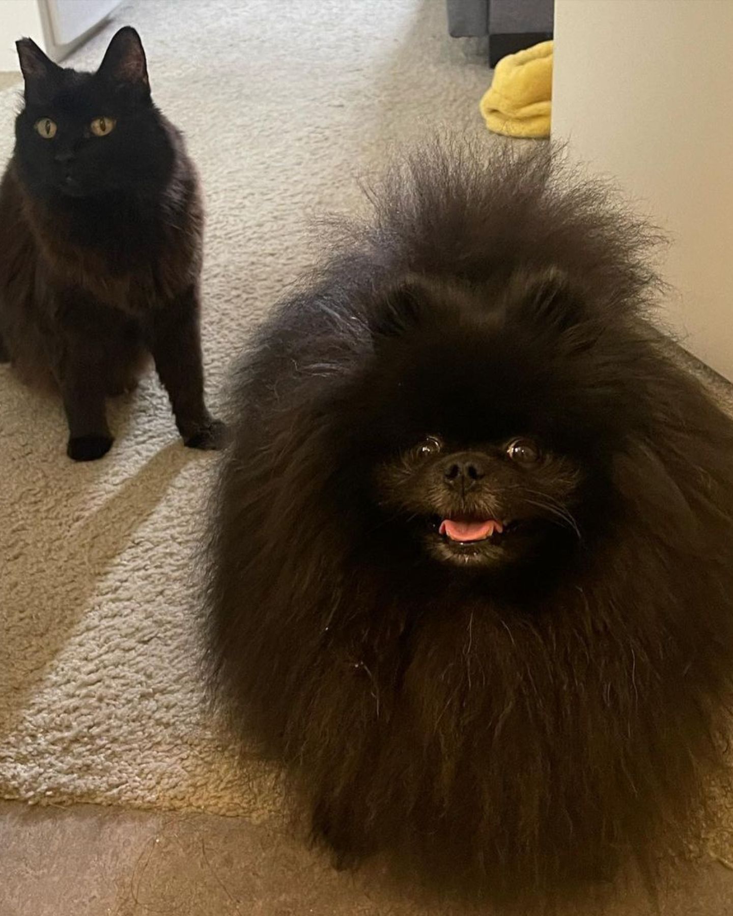 shaggy dog ​​and shaggy cat