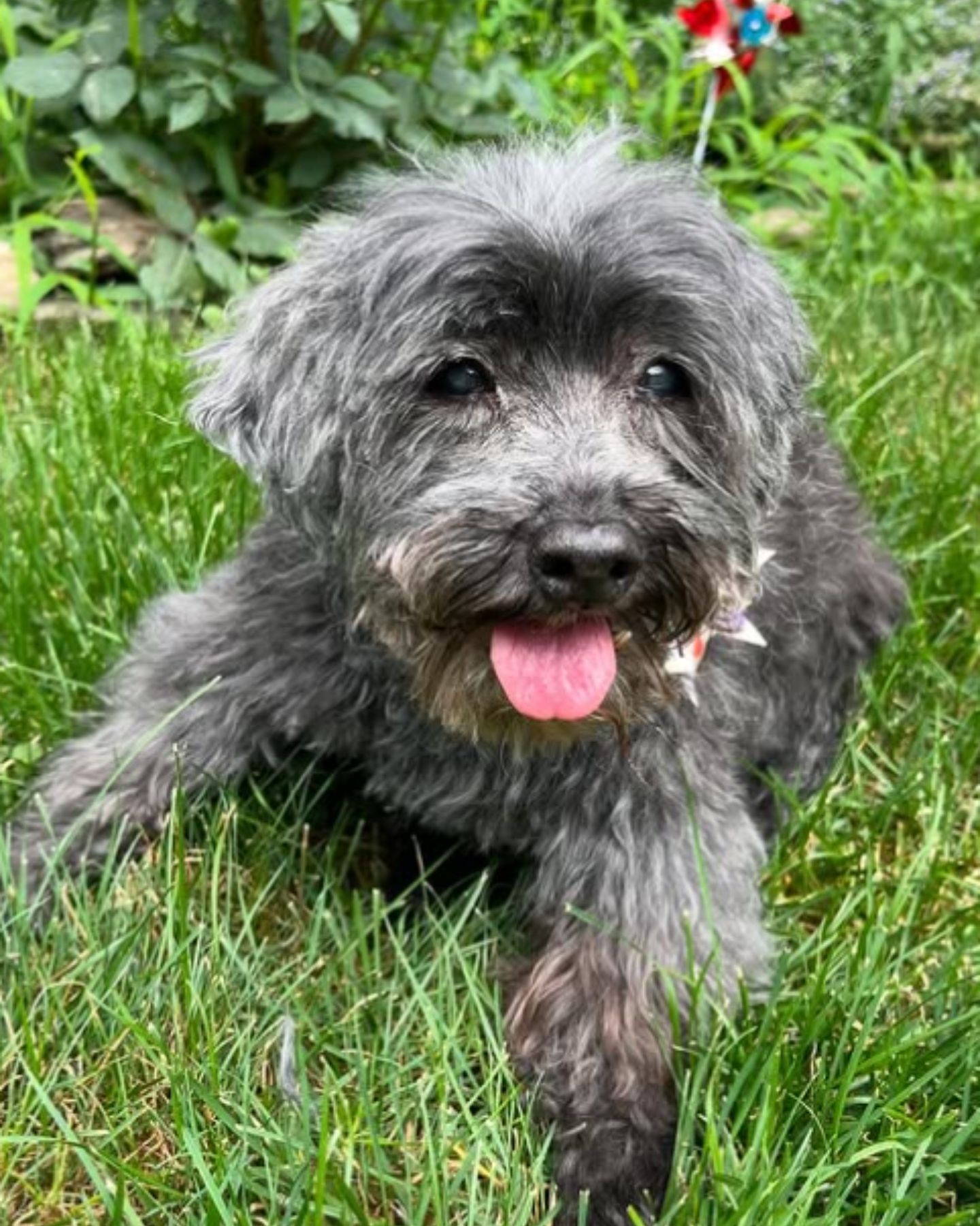 shaggy dog ​​on the grass