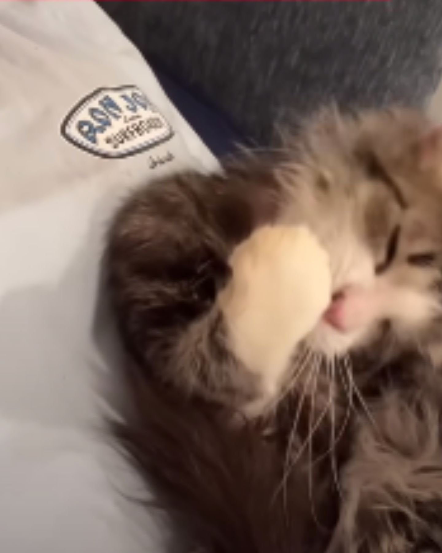 shaggy eyeless cat is cleaning itself