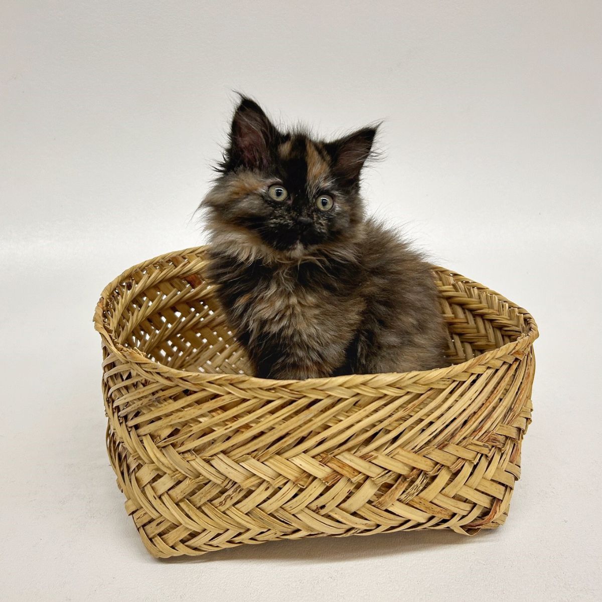 shaggy kitten in basket posing