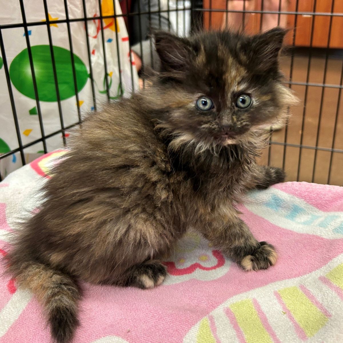 shaggy kitten in cage