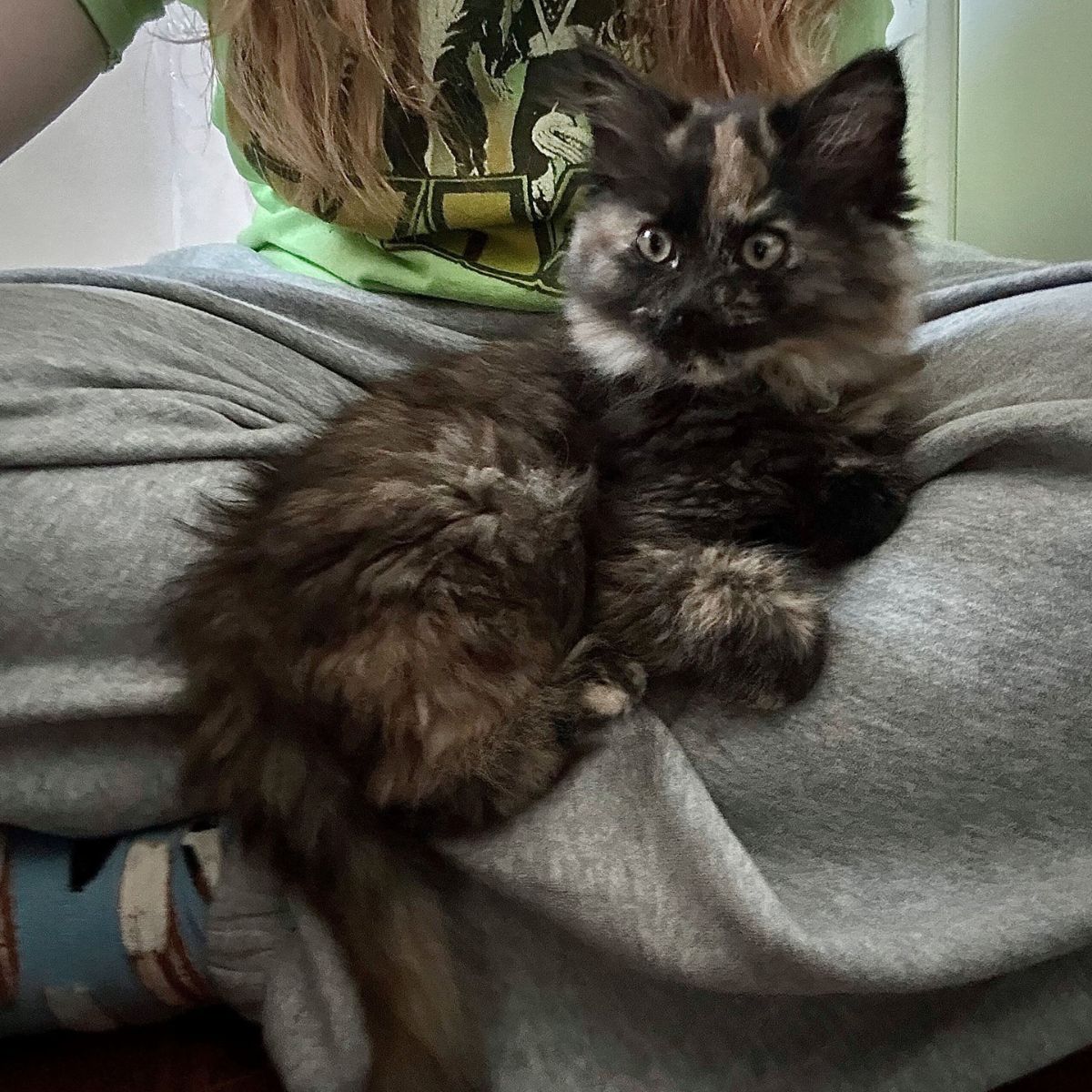 shaggy kitten on woman's legs