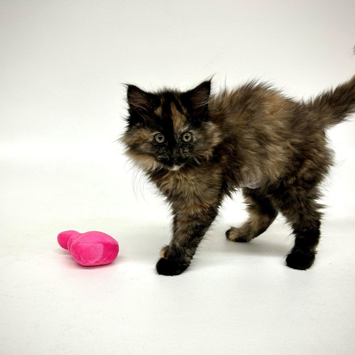 shaggy kitten with toy